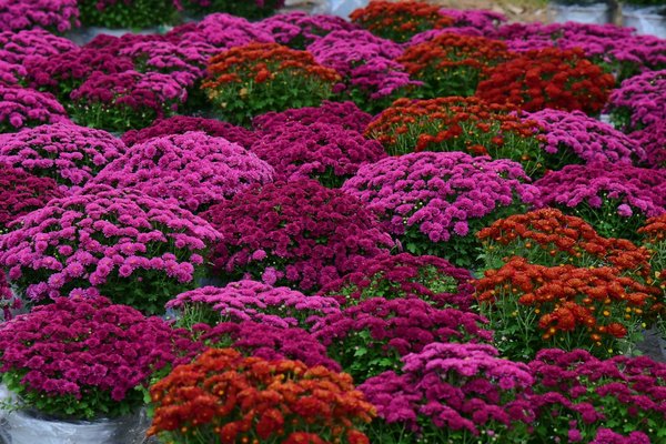 Découvrez comment les thermostats connectés révolutionnent votre système de chauffage !