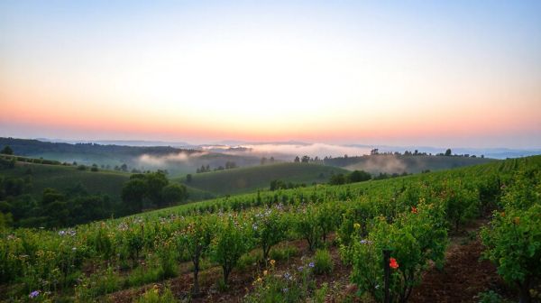 Découvrez les meilleurs paysagistes pour embellir Châteaurenard